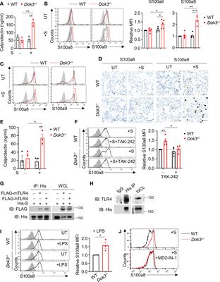 Dok3 restrains neutrophil production of calprotectin during TLR4 sensing of SARS-CoV-2 spike protein